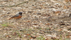 Phoenicurus phoenicurus