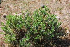 Thymelaea tartonraira