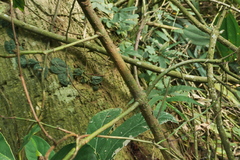Phoebe formosana