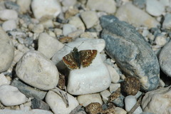 Muschampia proto