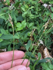 Carex digitata