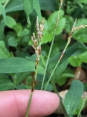 Carex digitata