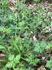 Carex digitata