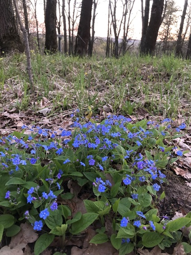 Omphalodes verna iNat (2)