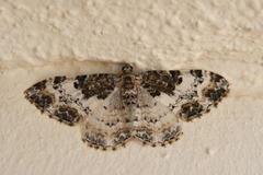 Catarhoe permixtaria