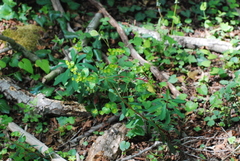 Euphorbia semiperfoliata
