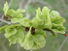 Ulmus pumila