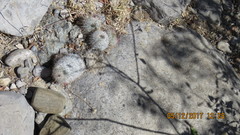 Mammillaria haageana meissneri