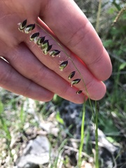 Melica nutans