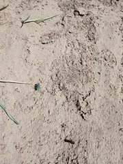 Cicindela coerulea nitida