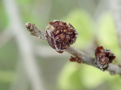 Ulmus pumila