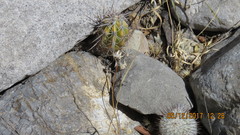 Mammillaria haageana meissneri