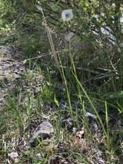 Melica nutans