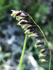 Melica nutans
