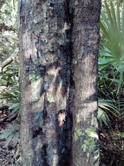 Diospyros nigra