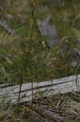 Pterostylis decurva