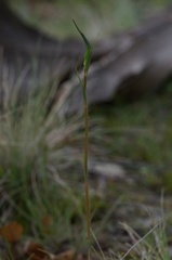 Pterostylis decurva
