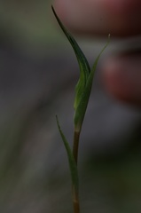 Pterostylis decurva