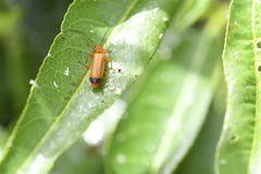 Rhagonycha chevrolati