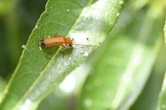 Rhagonycha chevrolati