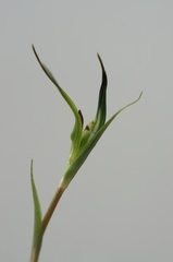 Pterostylis decurva