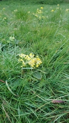 Primula veris