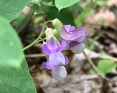 Lathyrus venosus