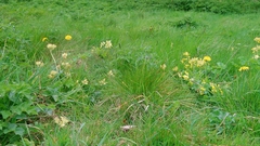 Primula veris
