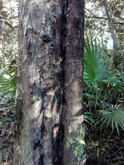 Diospyros nigra