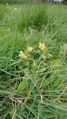 Primula veris