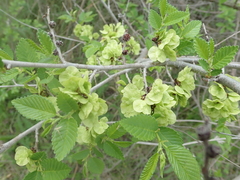 Ulmus pumila
