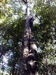 Diospyros nigra