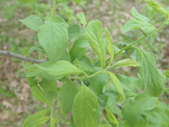 Rhamnus cathartica