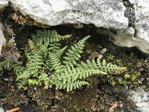Representative image of Asplenium fontanum