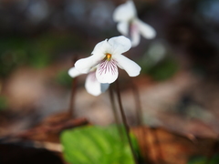 Viola blanda