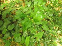 Ilex colchica