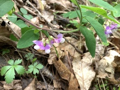 Lathyrus venosus