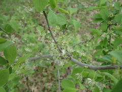 Rhamnus cathartica