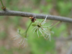 Rhamnus cathartica