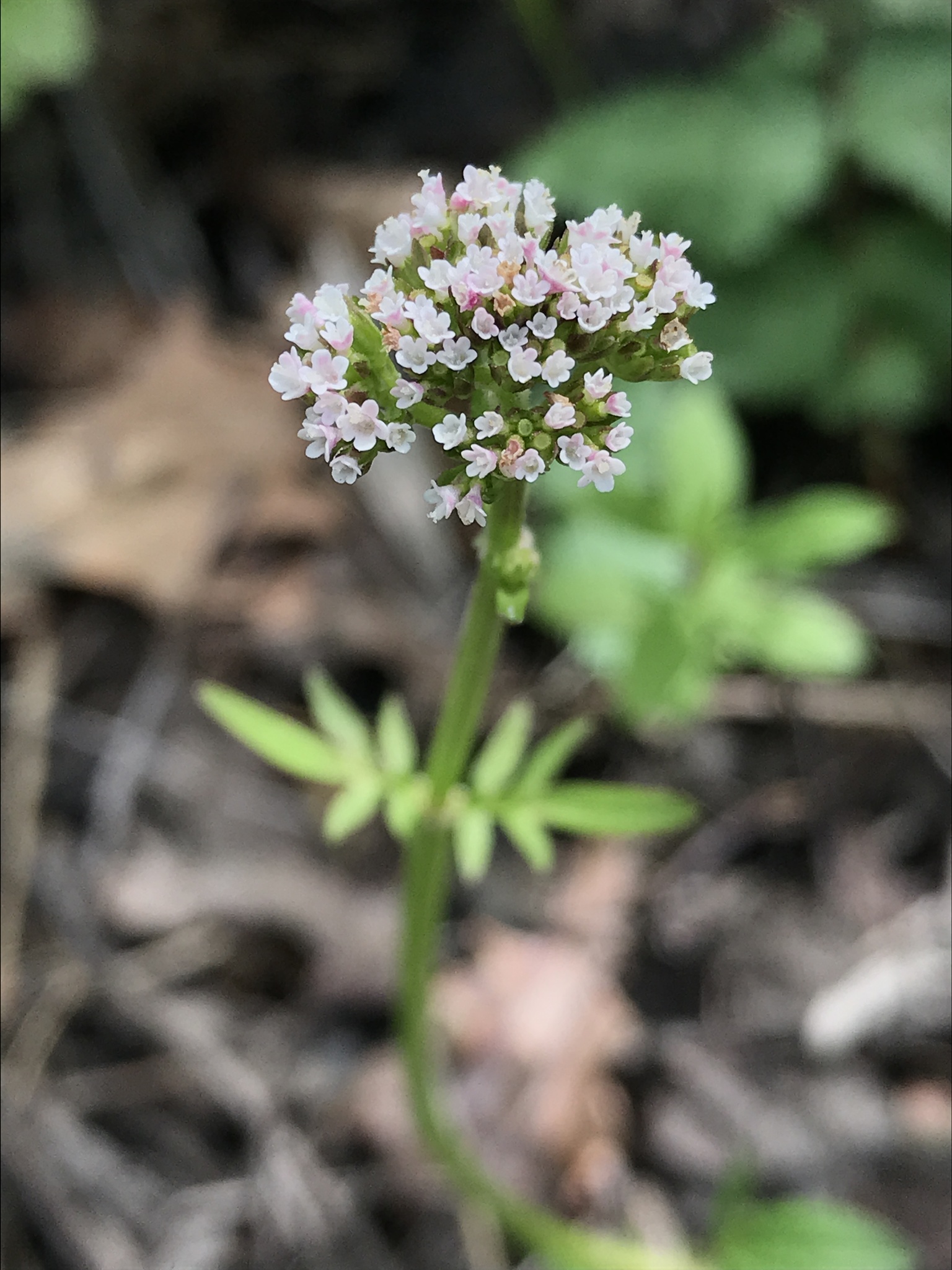 Valeriana dioica