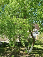 Salix × fragilis vitellina