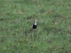 Vanellus crassirostris