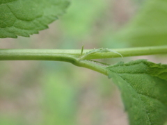 Rhamnus cathartica
