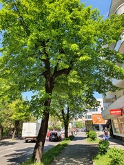 Tilia