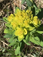 Euphorbia palustris