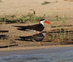Rynchops flavirostris