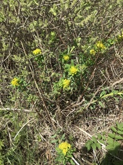 Euphorbia palustris