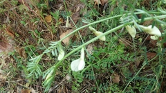 Vicia lutea