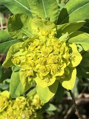 Euphorbia palustris