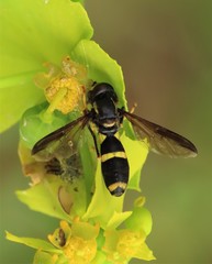 Xanthogramma marginale